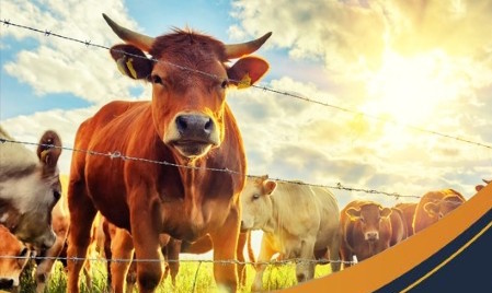 Жануарлар иелеріне арналған «Төрт түлік» мобильді қосымшасы