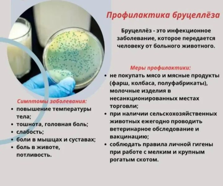 Тұрғындарға арналған жадынама: Бруцеллездің алдын алу
