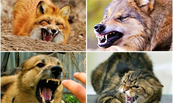 Жануарлардың құтыру ауруының алдын алу