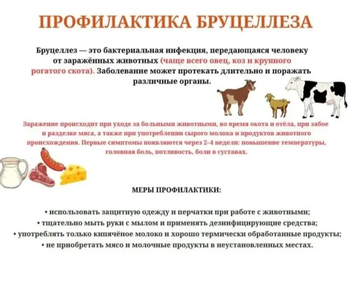 Профилактика бруцеллеза