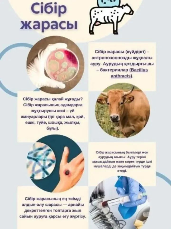 Сібір жарасы
