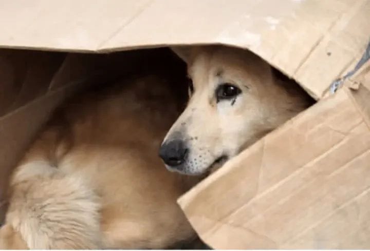 Адамның үй жануарларына жауапсыз қарау мәселесі